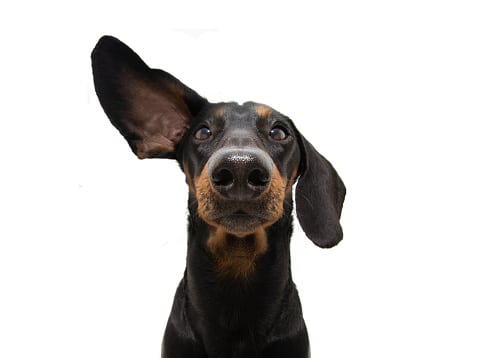 Portrait photograph of a goofy black-and-tan dachshund with one ear up, indicating it is listening closely.